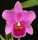 Lc Christmas Bouquet (Lavender Cattleya Orchid)
