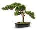 41c0BD%2BGquL. SL75  Bonsai Pots Black