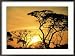 Botswana, Kalahari Desert, Sunset Collections Framed Photographic Poster Print by Jacob Halaska, 35x26