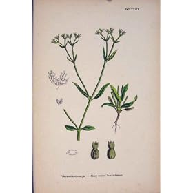 Velu-A port� des fruits le PRI d'Antiquit� d'Usine de Fleur de M�che