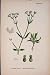 Hairy-Fruited Lamb'S-Lettuce Flower Plant Antique Pri