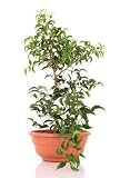 Bonsai Tree - 60