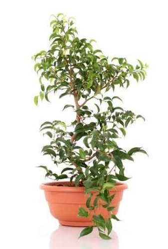 Bonsai Tree - 60