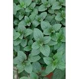 Peppermint Seeds - Mentha Piperata - .05 Grams -Approx. 600 Gardening Seeds - Herb Garden Seed