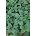 Peppermint Seeds - Mentha Piperata - .05 Grams -Approx. 600 Gardening Seeds - Herb Garden Seed