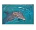 Friendly Face Animals Photographic Poster Print by J Mouzon, 10x8