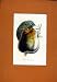 PORTUGESE PEAR FRUIT HAND COLORED ANTIQUE PRINT c1831