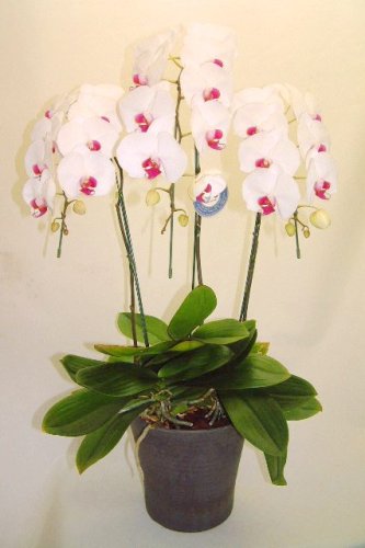 第一花壇　”胡蝶蘭　セミアルバ”