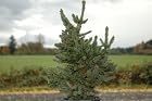 Picea Abies Unique #1 - Norway Spruce Tree - Pot Size #1 Gal. - Rare - NEW