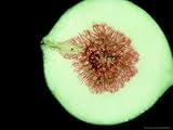 Fig Wasp, Belize Photographic Poster Print by Derek Bromhall, 40x30