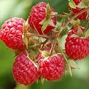 25+ Pre-stratified Raspberry SEEDS