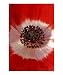 ANEMONE CORONARIA JERUSALEM HYBRID Botanical Photographic Poster Print by John Swithinbank, 16x20