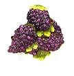 TUSCANY GRAPES 3-Dimensional Cookie Jar GRAPE Bundle *NEW!*
