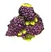 TUSCANY GRAPES 3-Dimensional Cookie Jar GRAPE Bundle *NEW!*