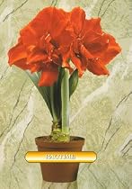 Ragtime Double Christmas Blooming Amaryllis Bulb