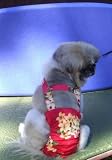 Joybies Tropical Red Aloha Piddle Pants(tm) for XXXX Large Female Dog (Measuring 32-34 From Collar to Base of Tail)