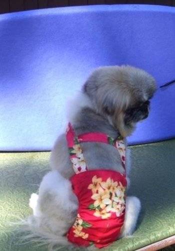 Joybies Tropical Red Aloha Piddle Pants(tm) for X Small Female Dog (Measuring 11-13 From Collar to Base of Tail)