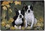 Fiddler's Elbow Boston Terrier Porch Doormat