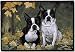 boston_terrier3boston terrier - BOSTON TERRIER DOORMAT Art by Pollyanna Pickering