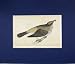 1860 Hand Coloured Antique Print Missel Thrush Bird