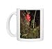Photo Mugs of BS-793 Zingiber - a type of Ginger, medicinal from Ardea Wildlife Pets