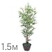 �y�l�H�A���z���|�� 1.5m