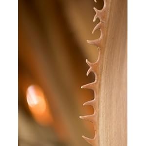 Thorns on the Stem of California Fan Palm Leaves Washingtonia Filifera Photographic Poster Print by Phil Schermeister 24x32