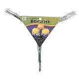 渡辺泰 菊のインバイド 5個入 緑