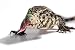 Wallmonkeys Peel and Stick Wall Decals - Lagarto Overo_2127. - Removable Graphic