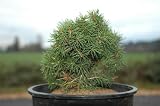 Picea abies