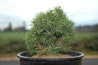 Picea abies 'Jana' -Jana Norway Spruce- Pot Size #1 Gal. - NEW