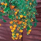 41c6cQSXgwL. SL160  Basket Boy Yellow Tomato   4 Plants   Great for the Topsy Turvy Tomato Planter