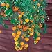 Basket Boy Yellow Tomato - 4 Plants - Weeping Habit
