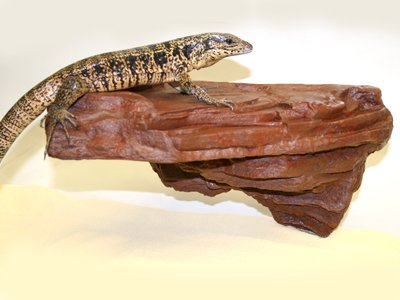 Magnaturals Large Mojave Rock Ledge – Magnetic Decor