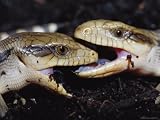 Blue-Tongue Skinks Spar Face-To-Face Photographic Poster Print, 24x18