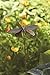 Ancient Graffiti AG-1309, 6.5 by 4.5 by 29-Inch Flamed Butterfly Garden Stake