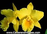 Blc Abbeville 'Newberry' x Blc George King 'Southern Cross' AM/AOS