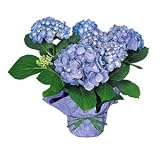 Blue Hydrangea Hanukkah Plant