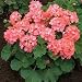 Geranium SEEDS: Horizon Pink Ice