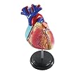 Learning Resources Anatomy Model Heart