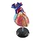 Learning Resources Anatomy Model Heart