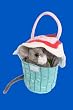 Frosted Cupcake Sak with Mouse Plush Toy