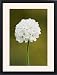 Framed Prints of Armeria maritima Armada Early White from Science Photo Library