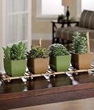 Simply Succulents