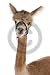 round keyring of an alpaca