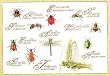 Thea Gouverneur Insect Bee Beetle Counted Cross Stitch Kit 3029