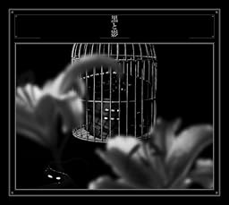 黒と影 (CD+DVD) (初回生産限定盤)