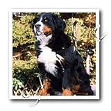 Dogs Bernese Mountain Dog - Bernese Mountain Dog - Iron on Heat Transfers
