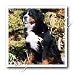 Dogs Bernese Mountain Dog - Bernese Mountain Dog - Iron on Heat Transfers
