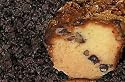 My Grandma's Chocolate Chip Coffee Cake
